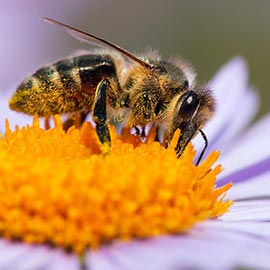 Collecting Nectar