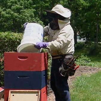 How To Collect A Honey Bee Swarm